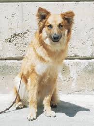 犬を家族に迎える前に